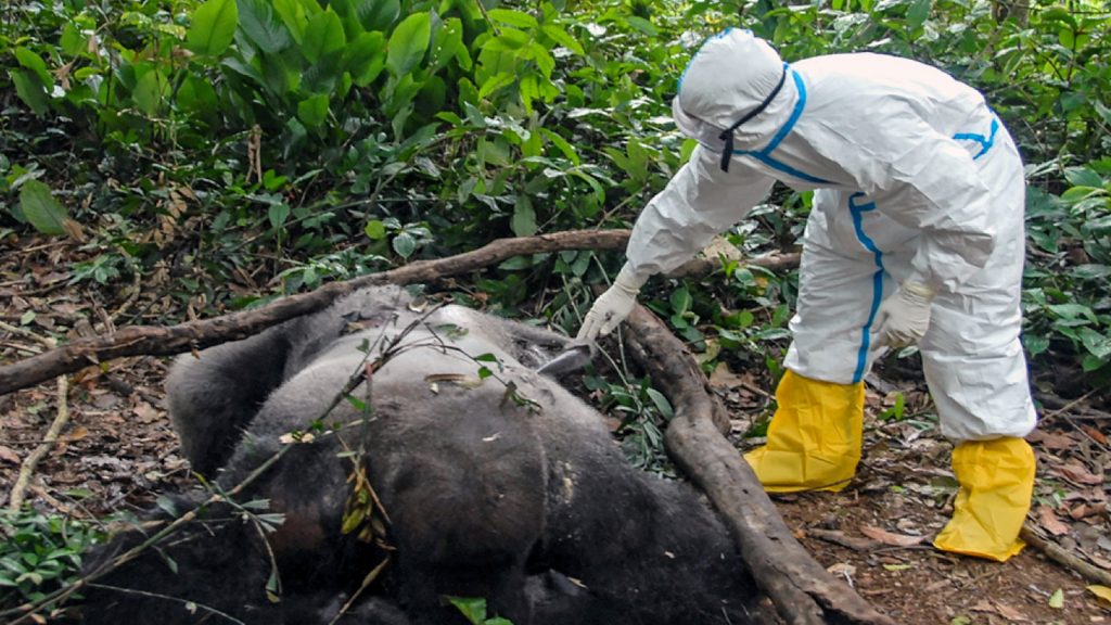 Alarma por posibles contagios del Ébola por consumo de animales Silvestres