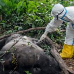 Alarma por posibles contagios del Ébola por consumo de animales Silvestres
