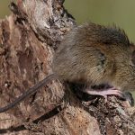 Alerta tras posible caso de Hantavirus en España