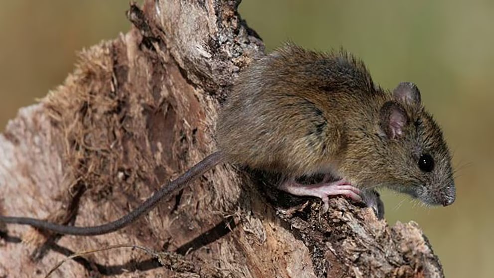 Alerta tras posible caso de Hantavirus en España