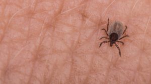 Síndrome alfa-gal: la extraña alergia a la carne por una picadura de garrapata